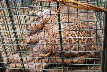 Leopard 2